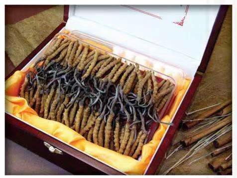 长海冬虫夏草回收